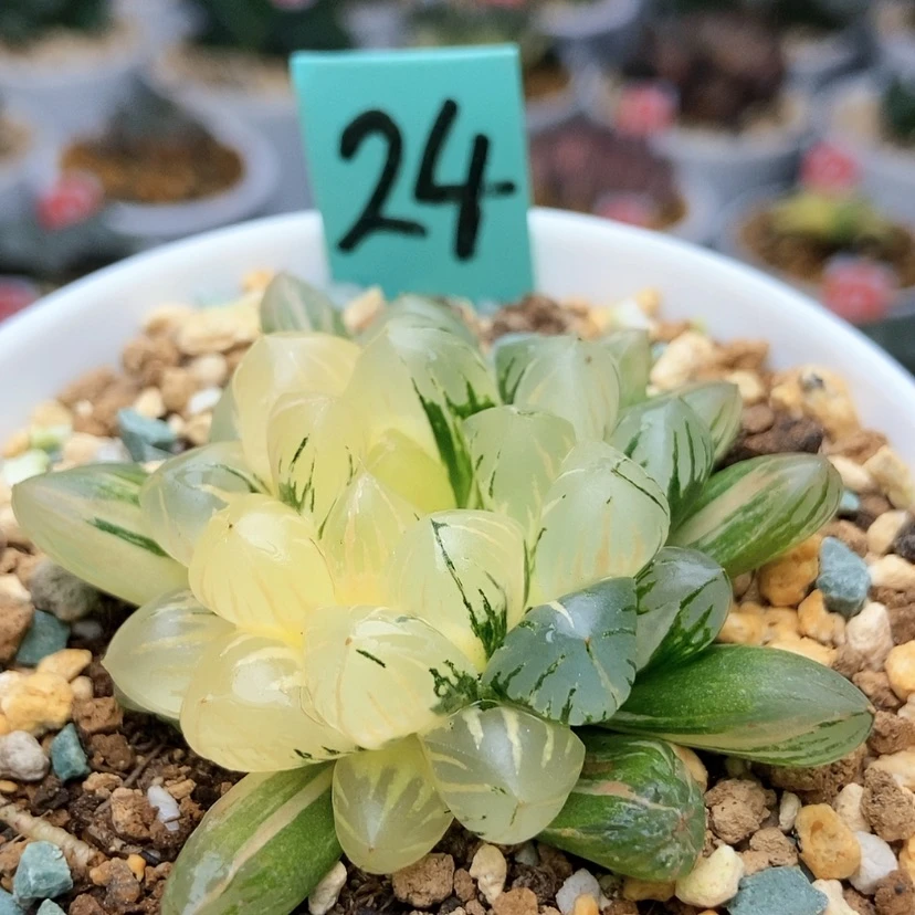 【闪购商品】貳*24狄原玉露锦