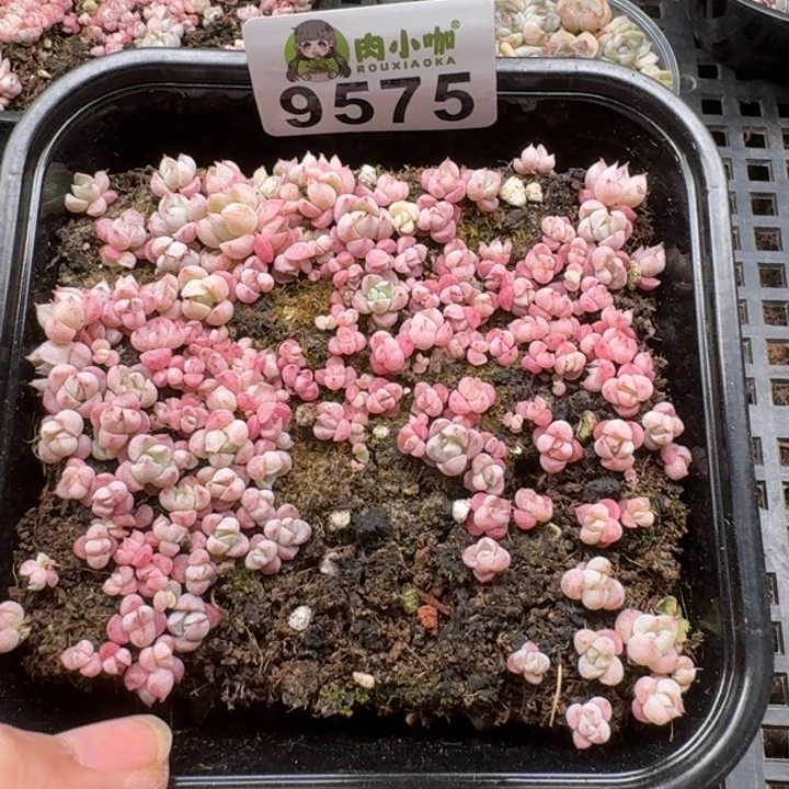 当前无花朵，栽培后可花朵多肉植物多肉植物