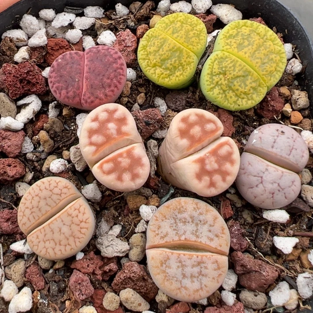 8.26好看的多肉脱土发货882