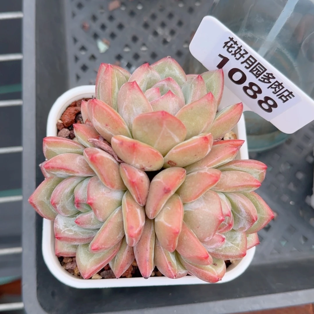 多肉植物1088…………