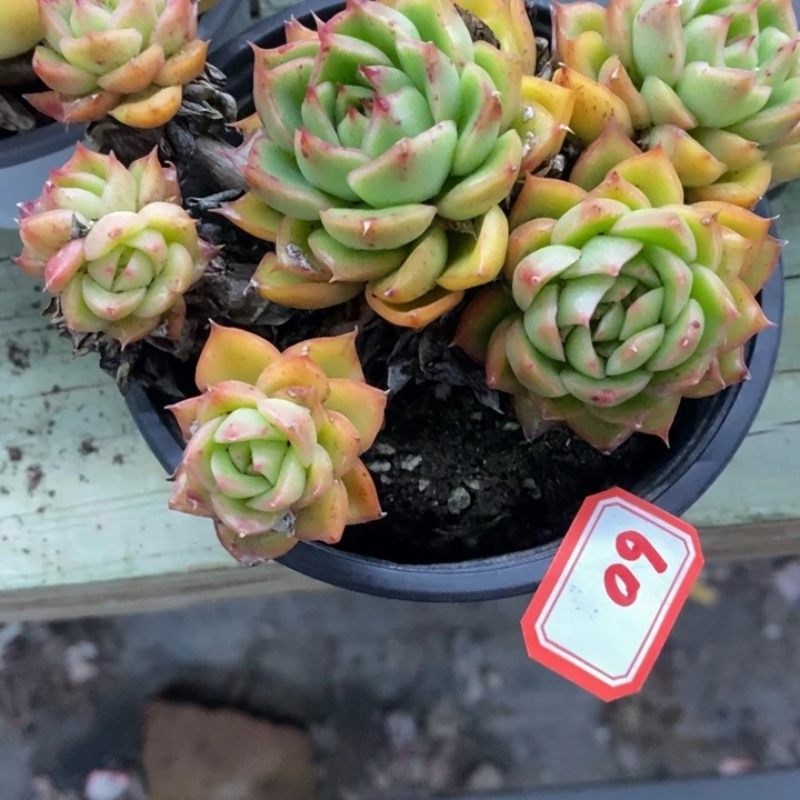 L*辰一物一拍冰河世纪多肉69
