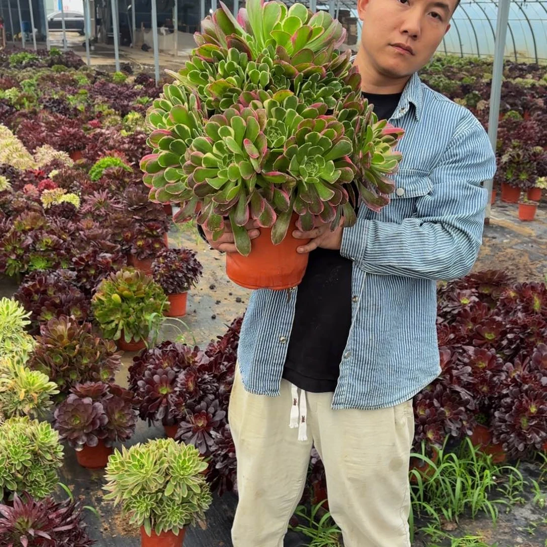 雨花石多肉植物25多肉