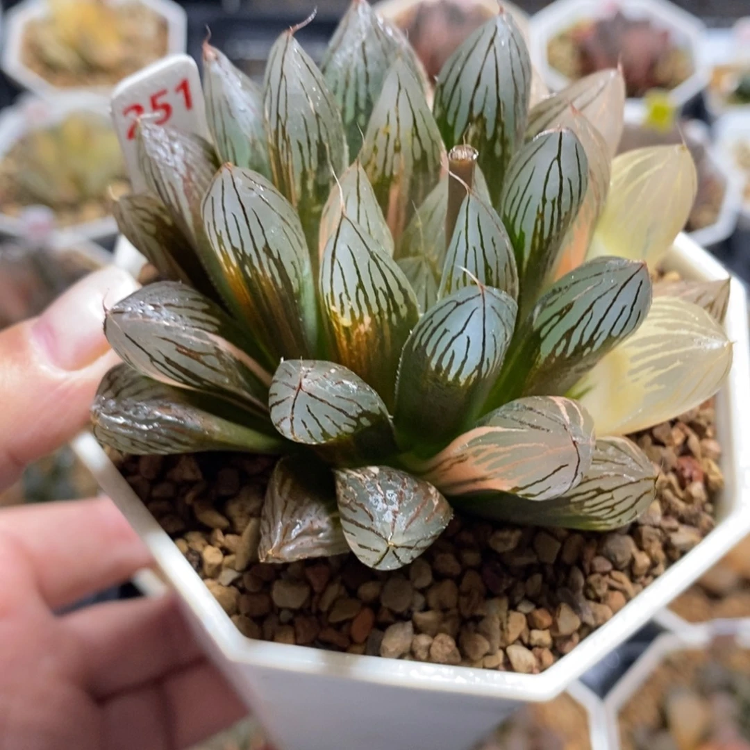 251胭脂玉露锦一物一图