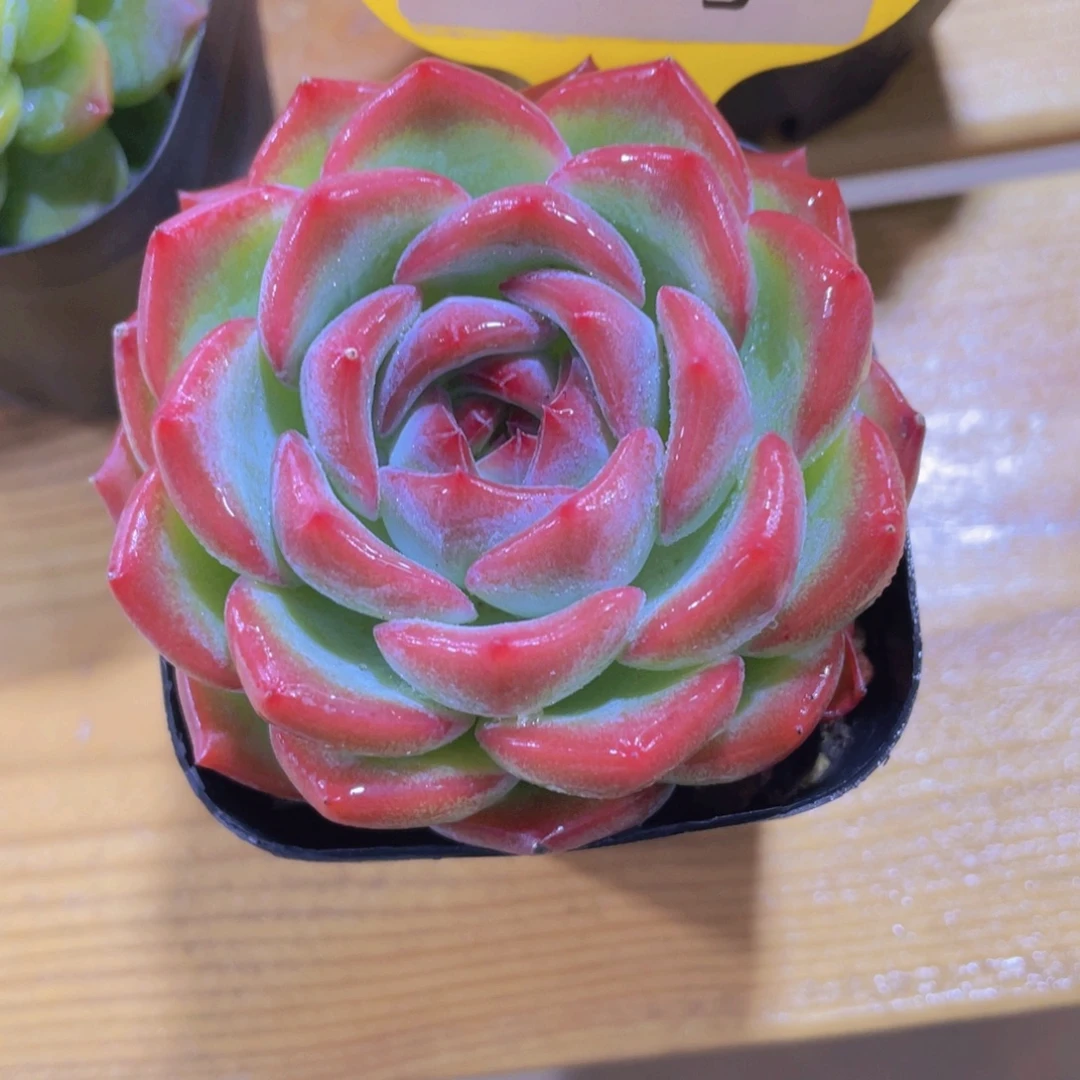 641号 宽叶粉糖心新品