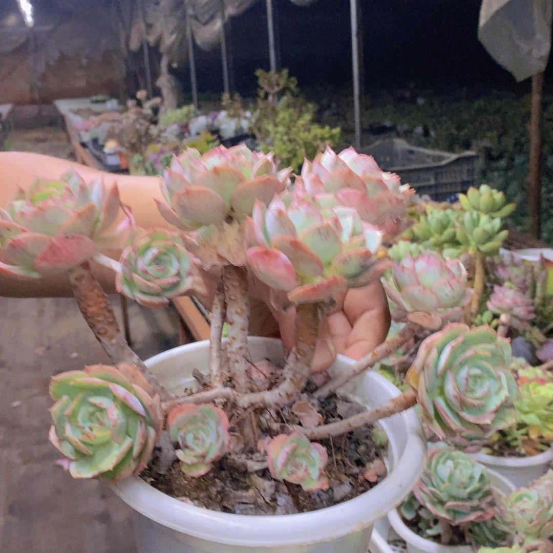 克罗地亚玫瑰多头群生