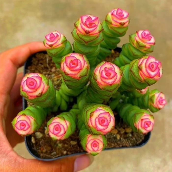 钱串串【满18元包邮】