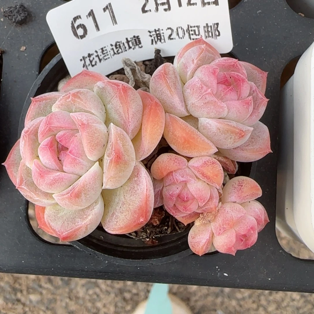 花语逸境0212-611