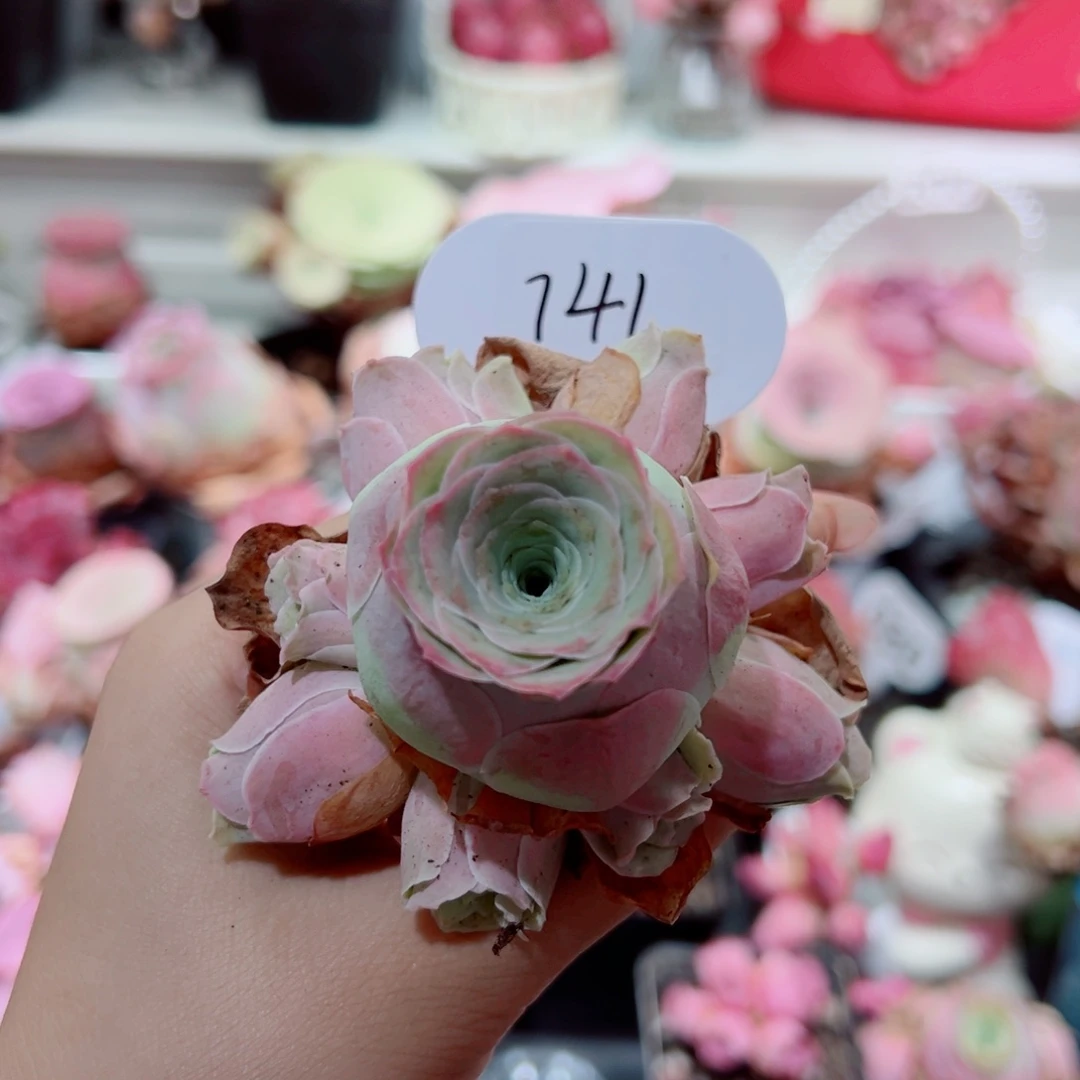 741水蜜桃手捧花。