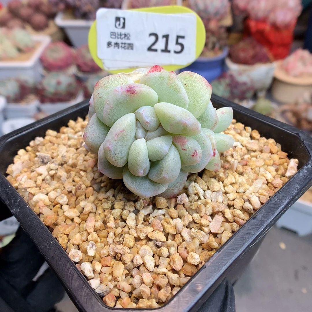 215 下播福利拍多肉