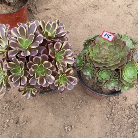 两颗法师一物一拍