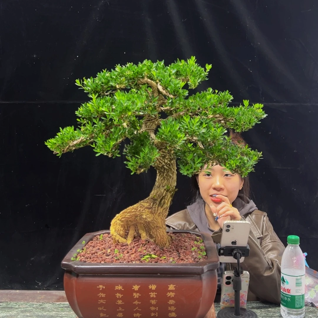 无花朵广东黄杨四季常青