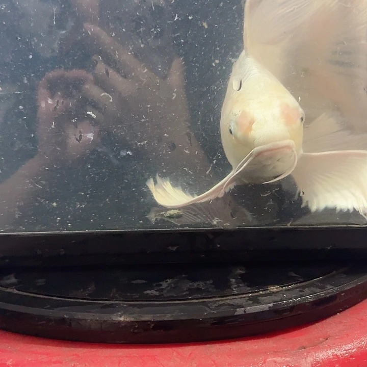 蝴蝶鲤鱼蝴蝶鲤包邮40不售后