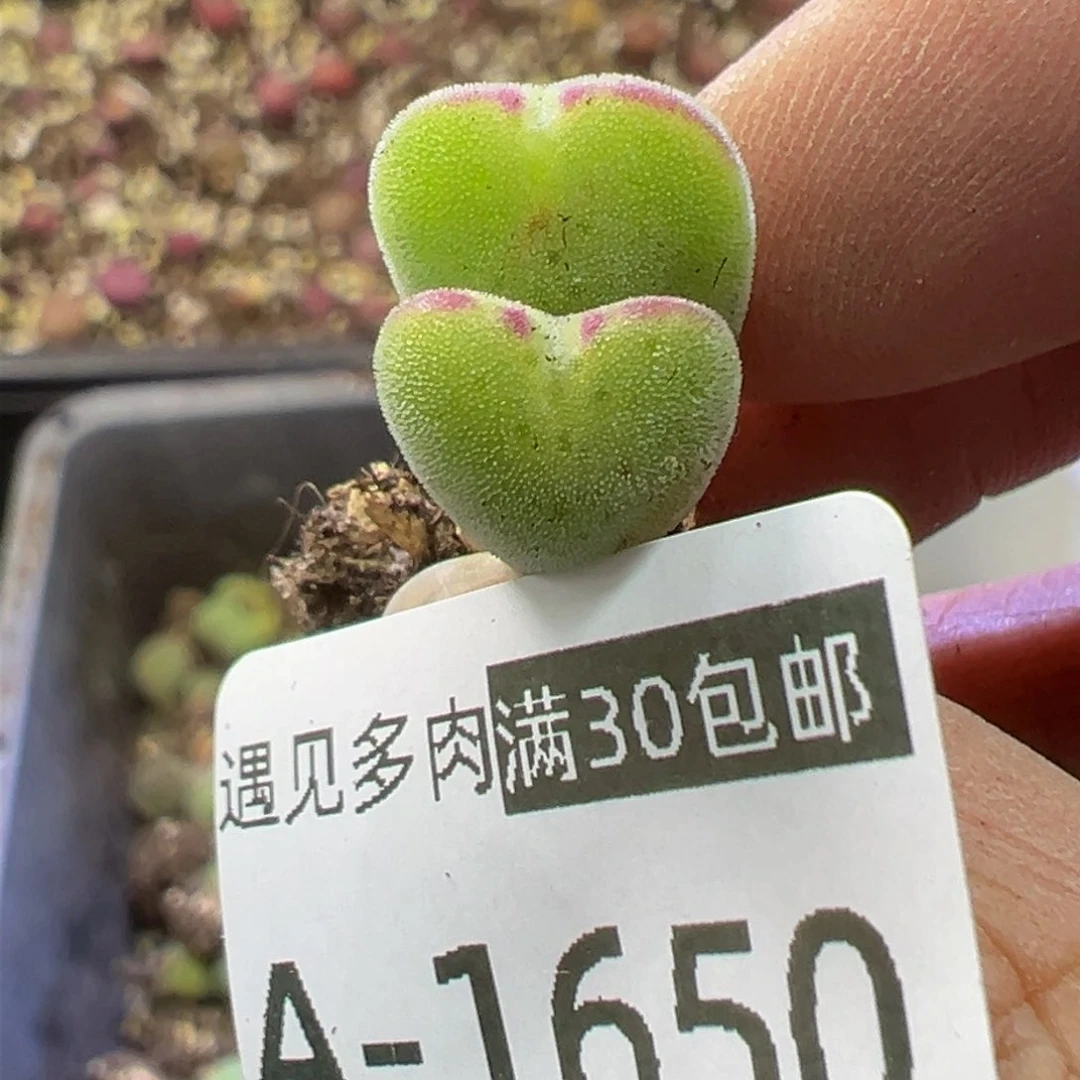 小****你多肉植物111111111111111