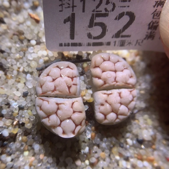 精品生石花125.152