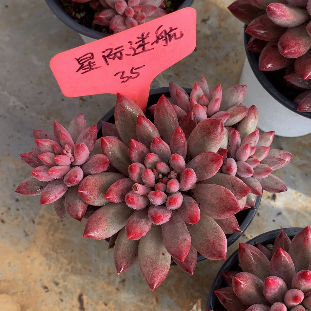 虞美人7272727272728