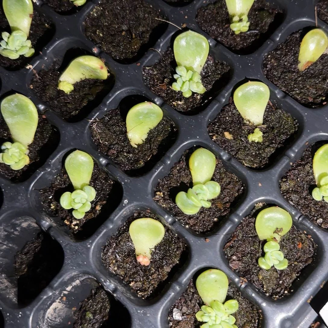 童话芝麻一个满25包邮