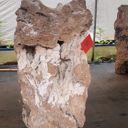 无花朵上水石吸水石