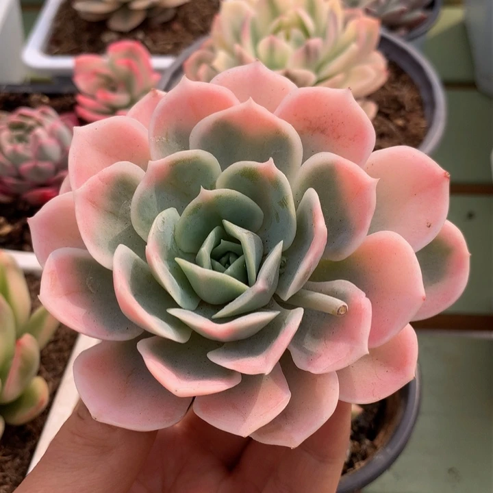 蓝色惊喜锦上园艺一物一拍