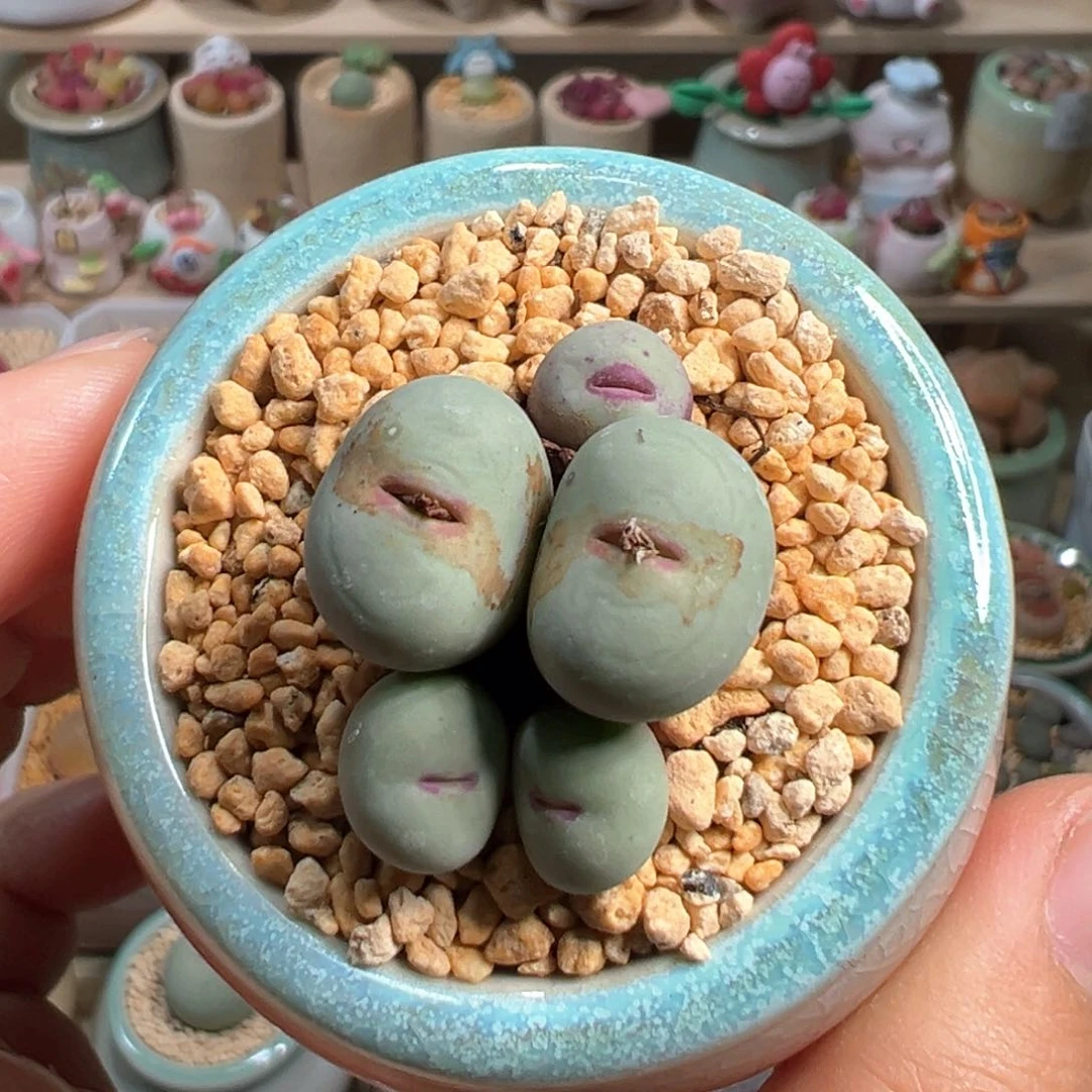 多肉植物186号红嘴群