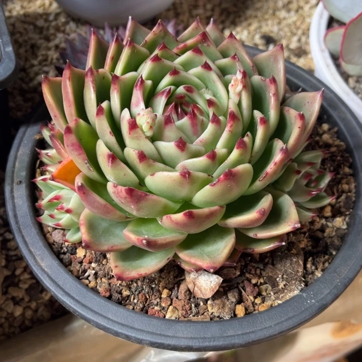 超级蓝龙 夏鸣园艺