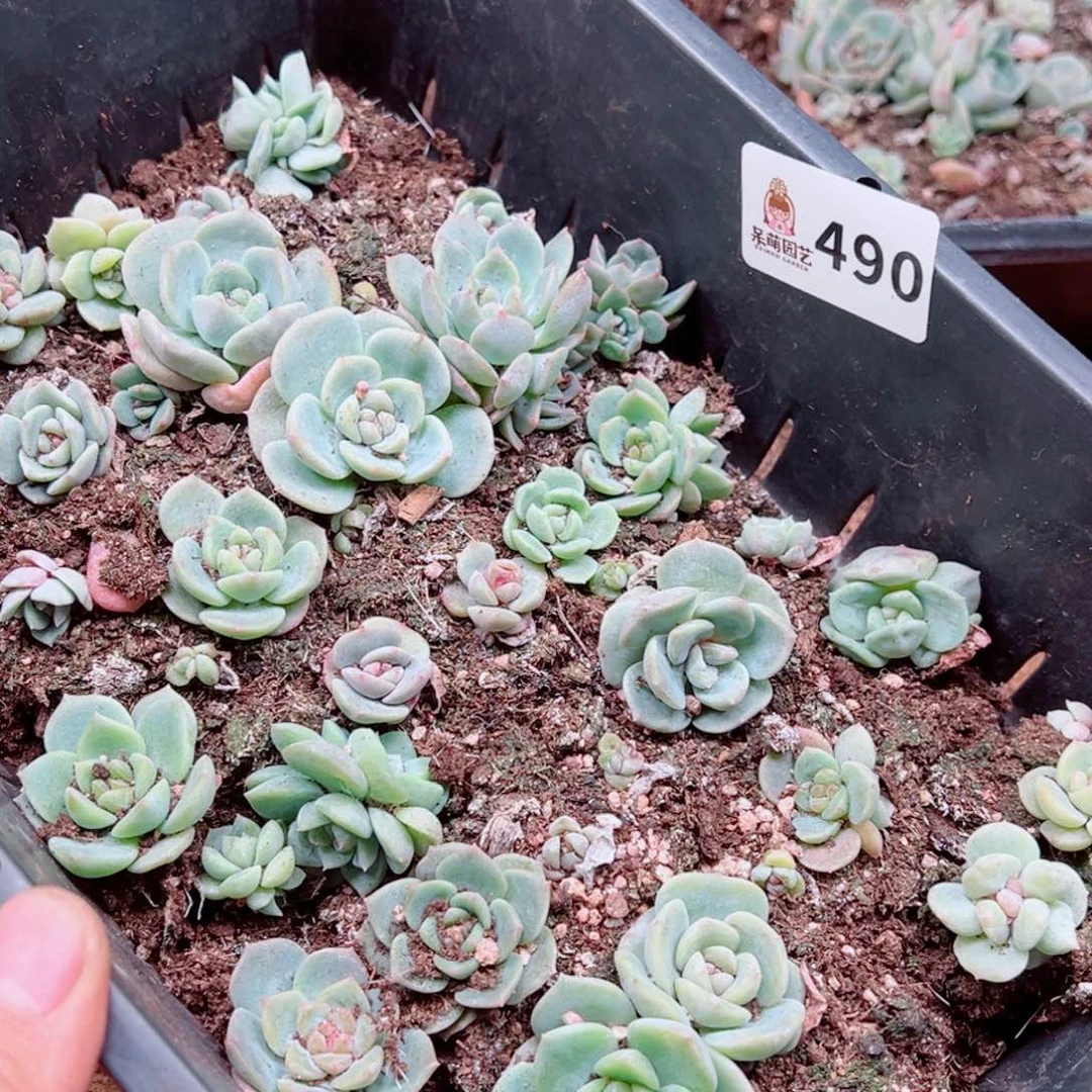 多肉植物多肉植物