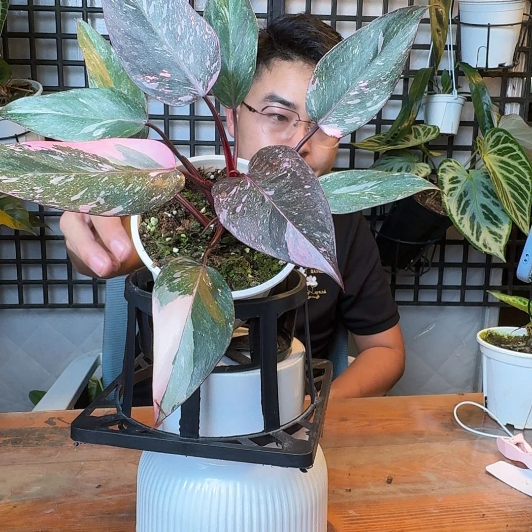 一***心无花朵一物一拍C85