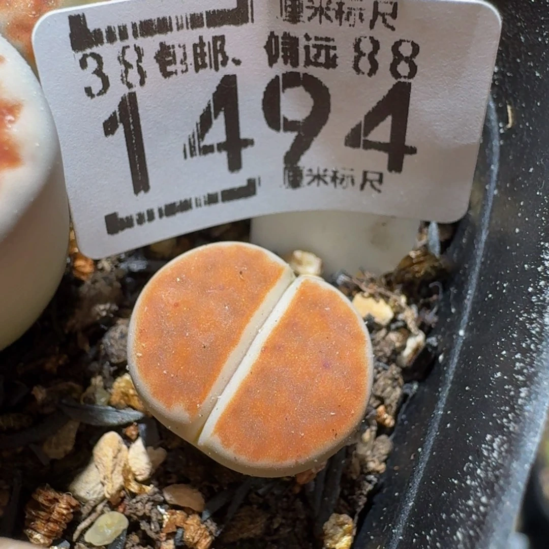 zzzzz生石花肉锥1494