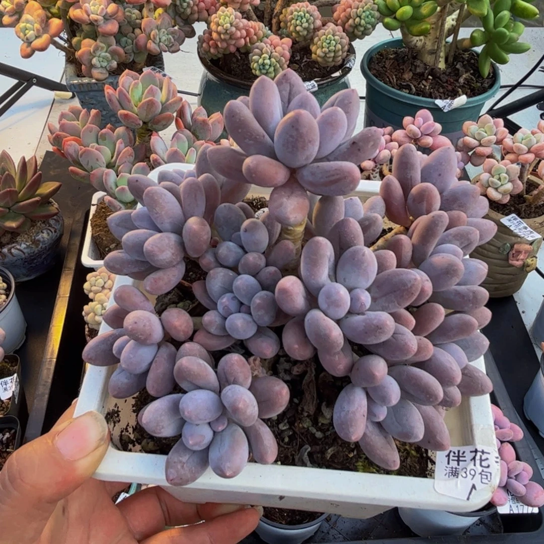 1843汤圆奶酪12cm多肉