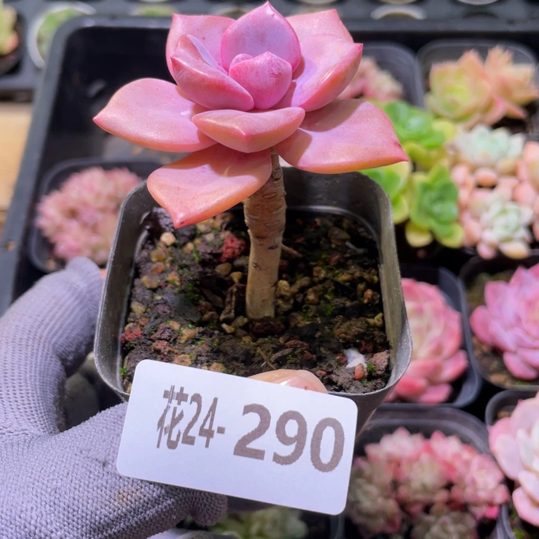 花利美24-290彩虹糖