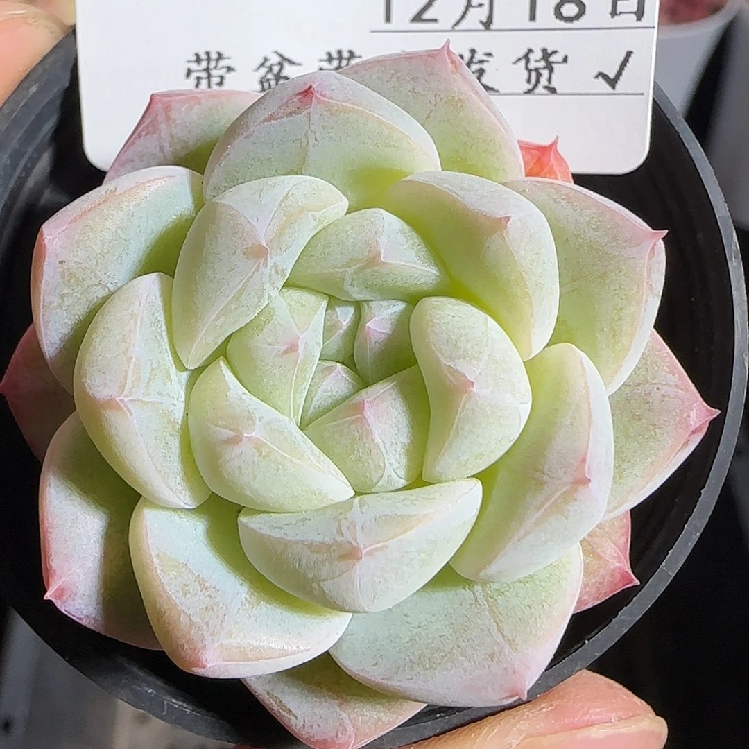 多肉1218-142福利