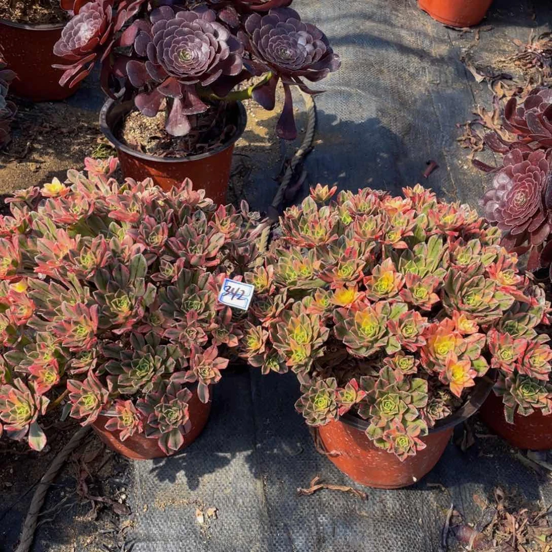 一对不包断枝鲜花342