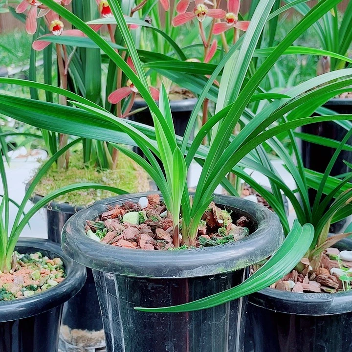 兔***猫完全开放一物一漂亮