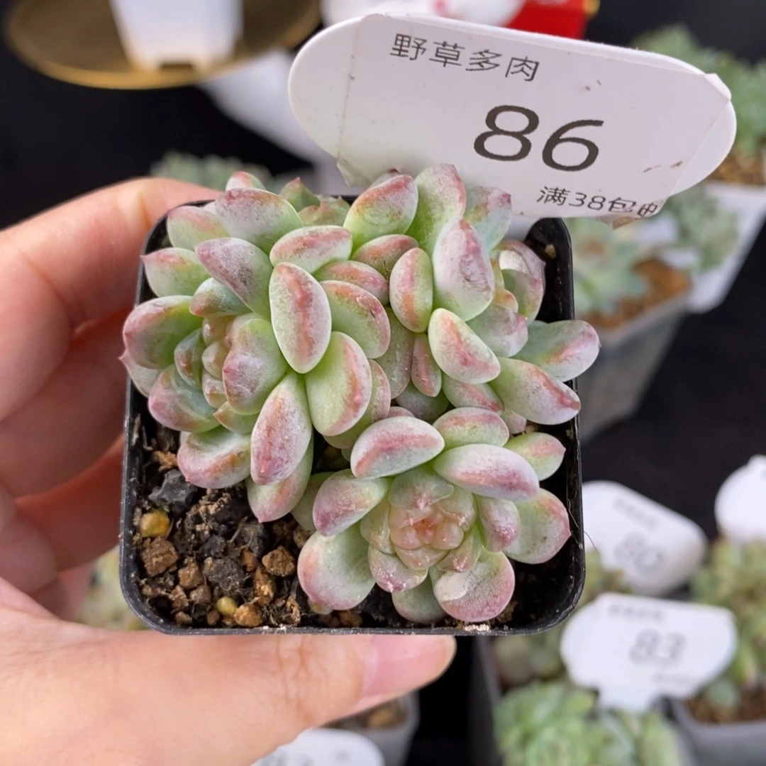 秃子甜心四头群一颗86号