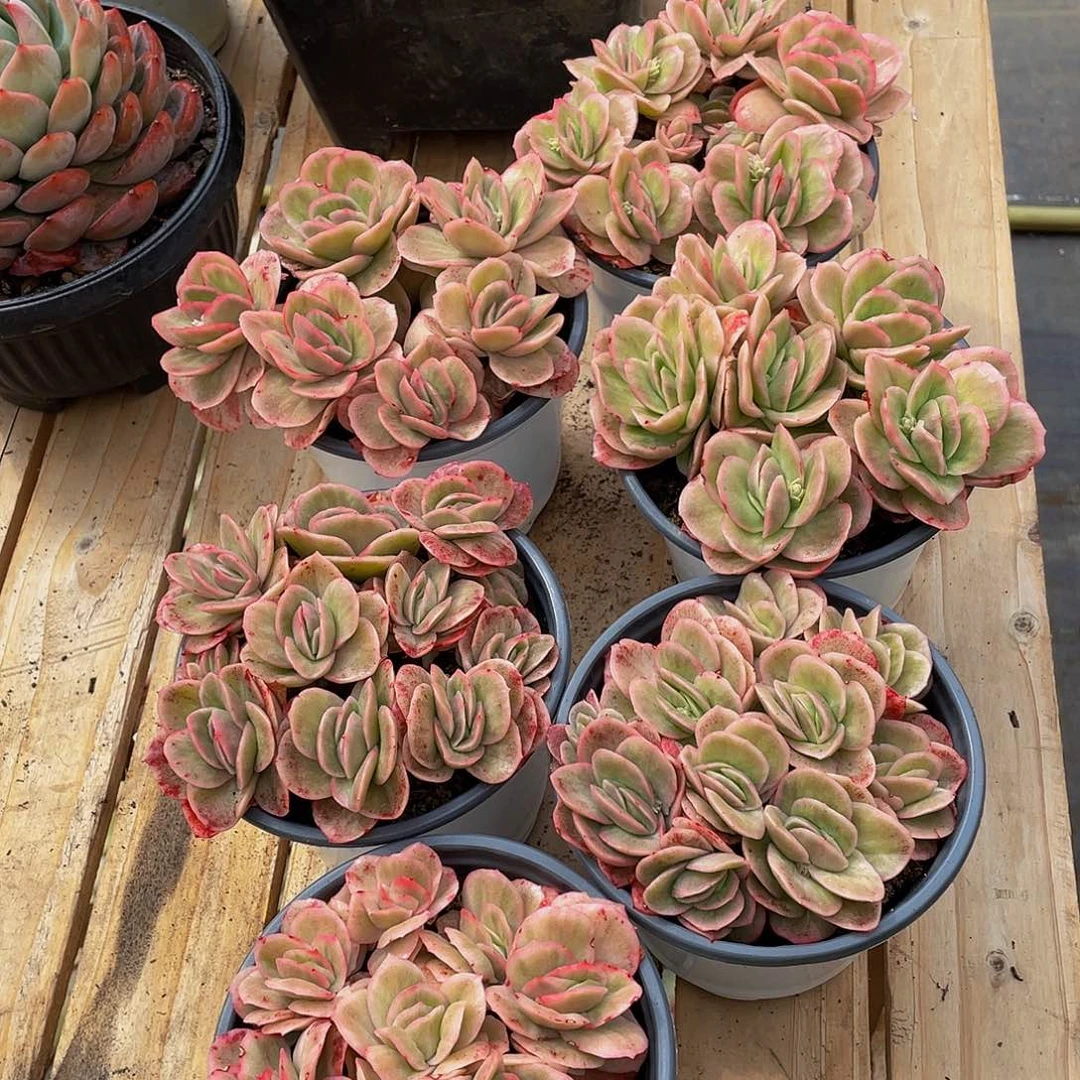 贝*冰玫瑰锦多肉植物6盆