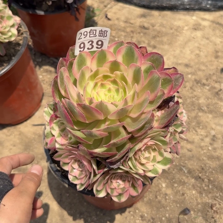 倾城……多肉植物……