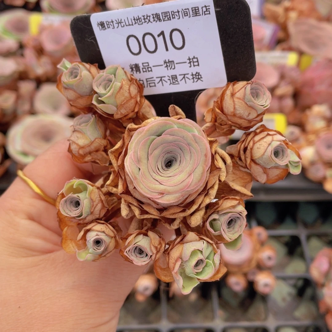 山地玫瑰0010裸根发货断枝不包损不售后