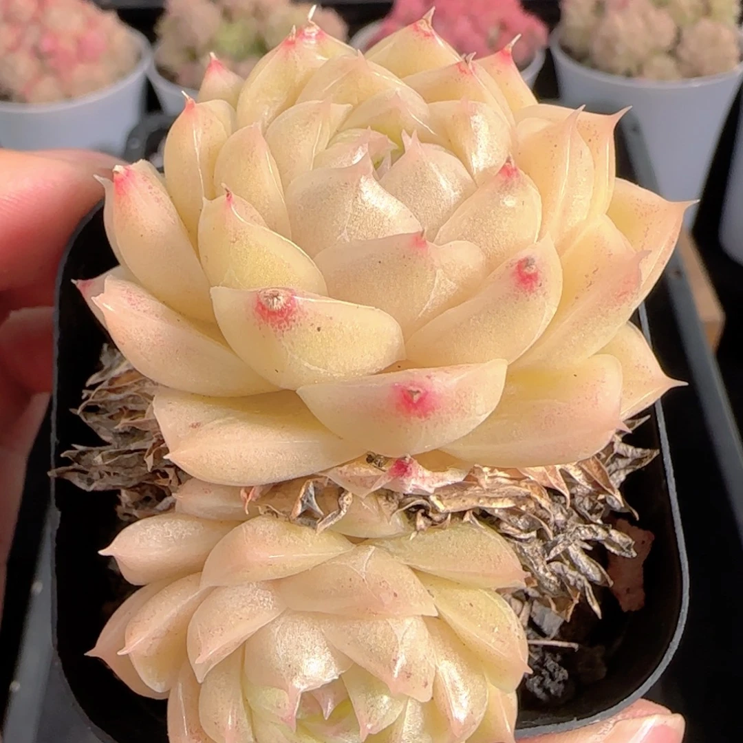 多肉0102-171麦秆