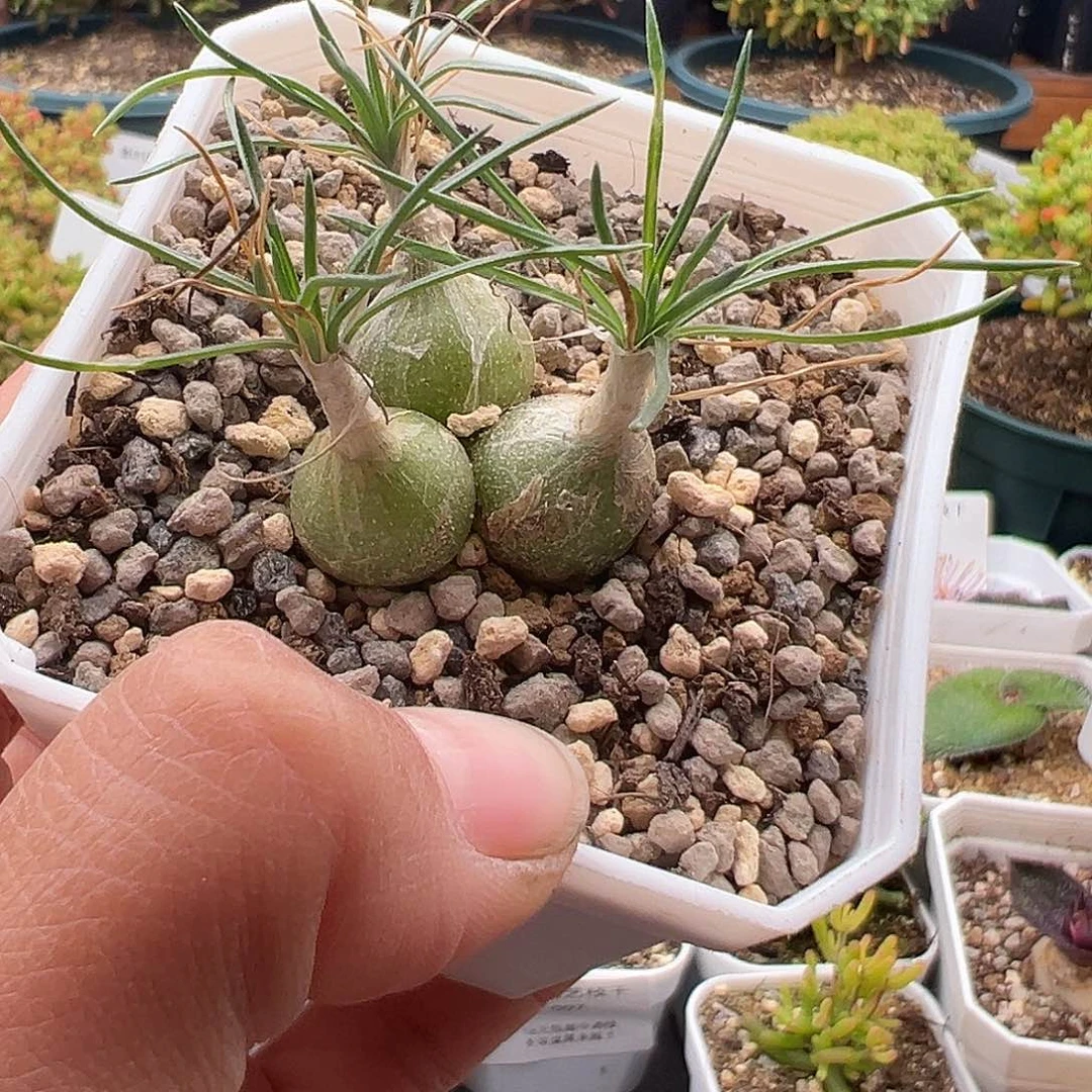 一物一拍迷你海葱1.3多肉