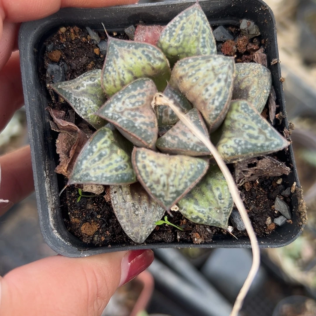 多肉植物花魁寿单头