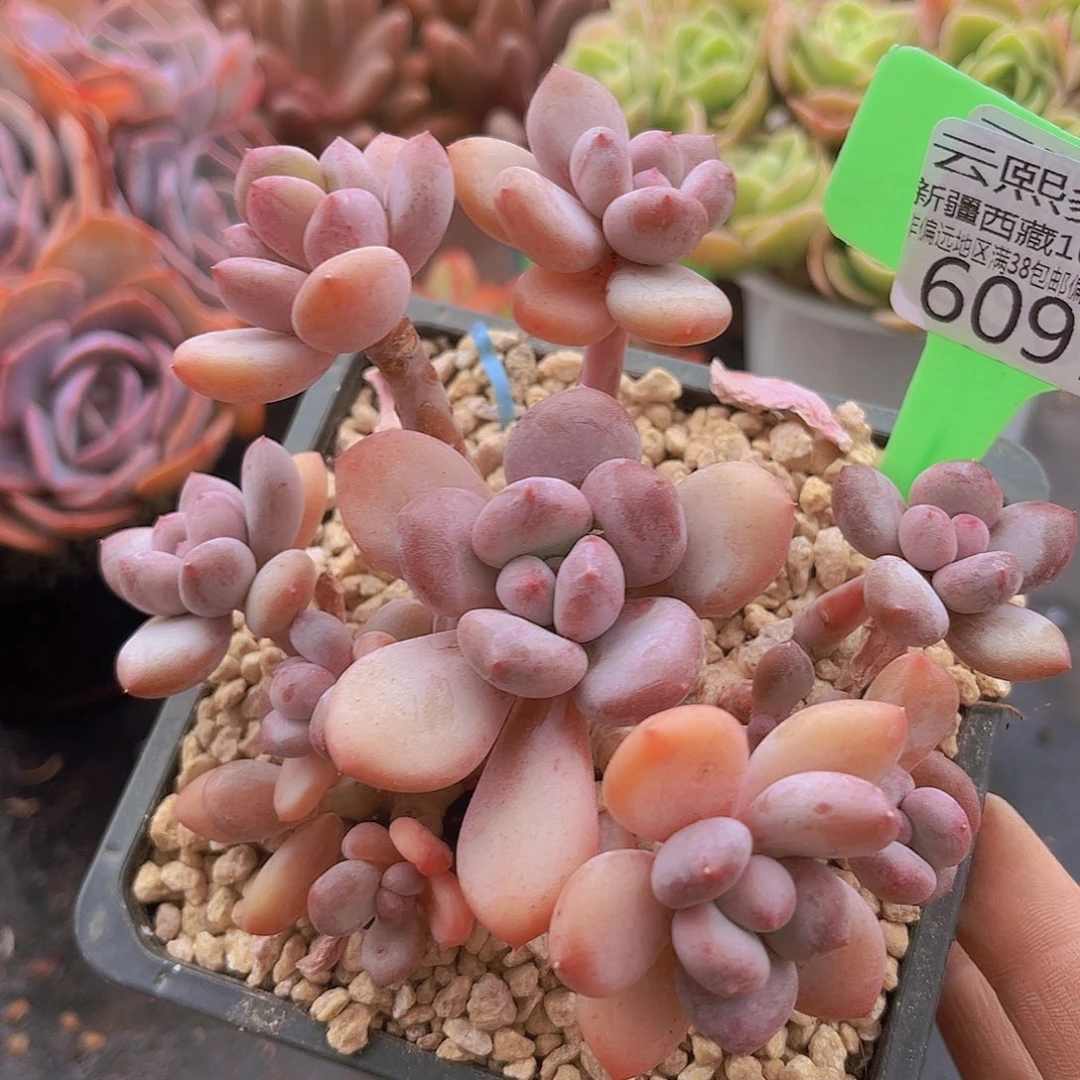 6097苹果美人多肉植物