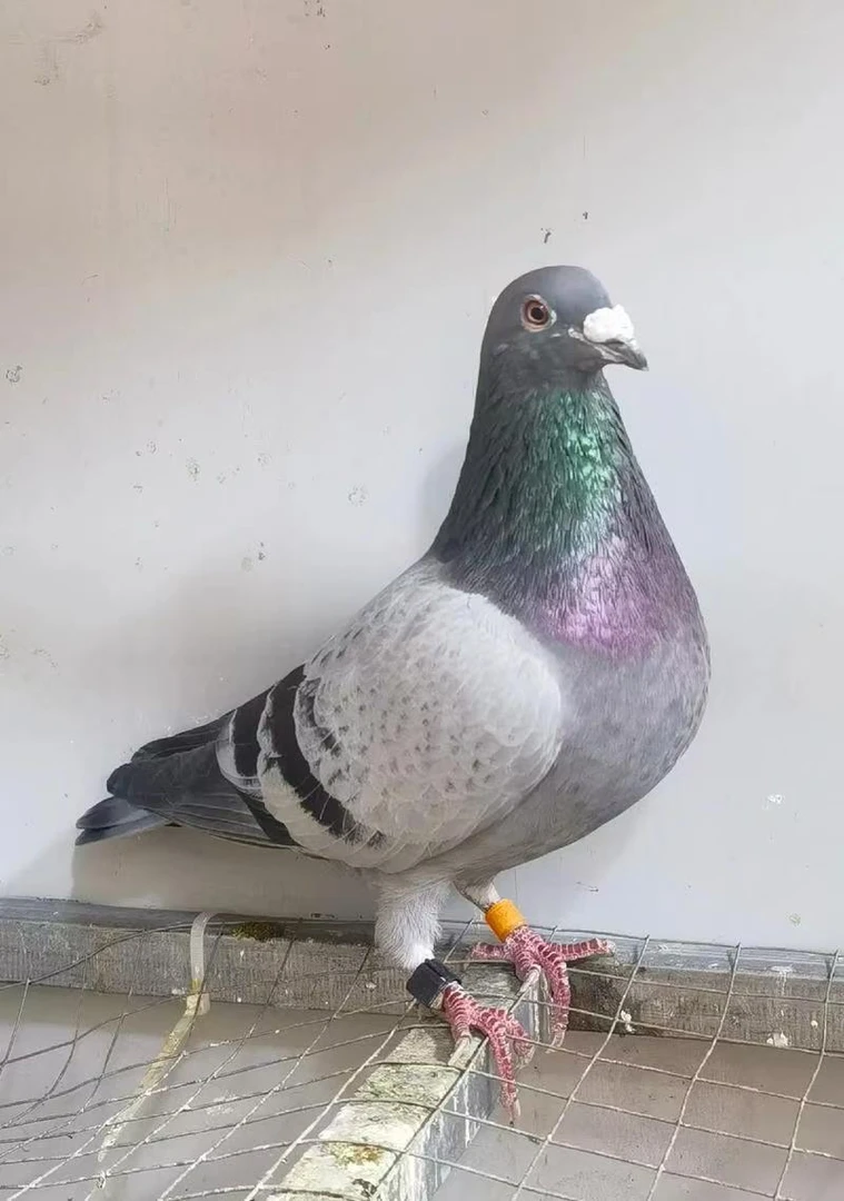 信鸽种鸽生鲜公棚鸽子赛鸽成年鸽子