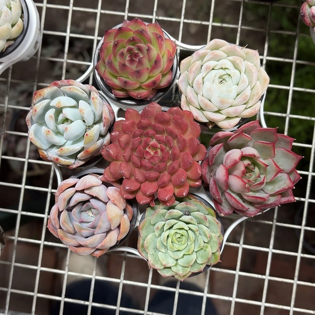 小精品七仔套装一组7颗