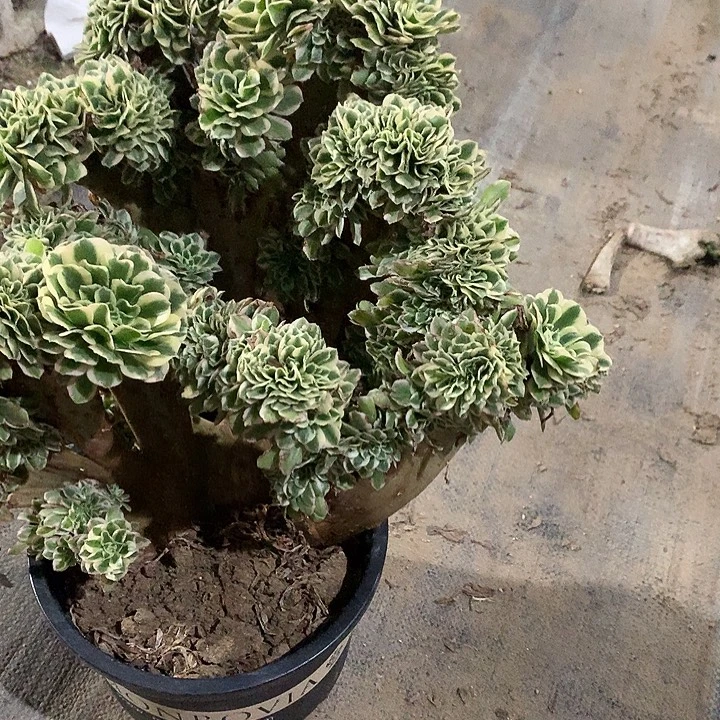 元***子097迈巴赫一颗缀化