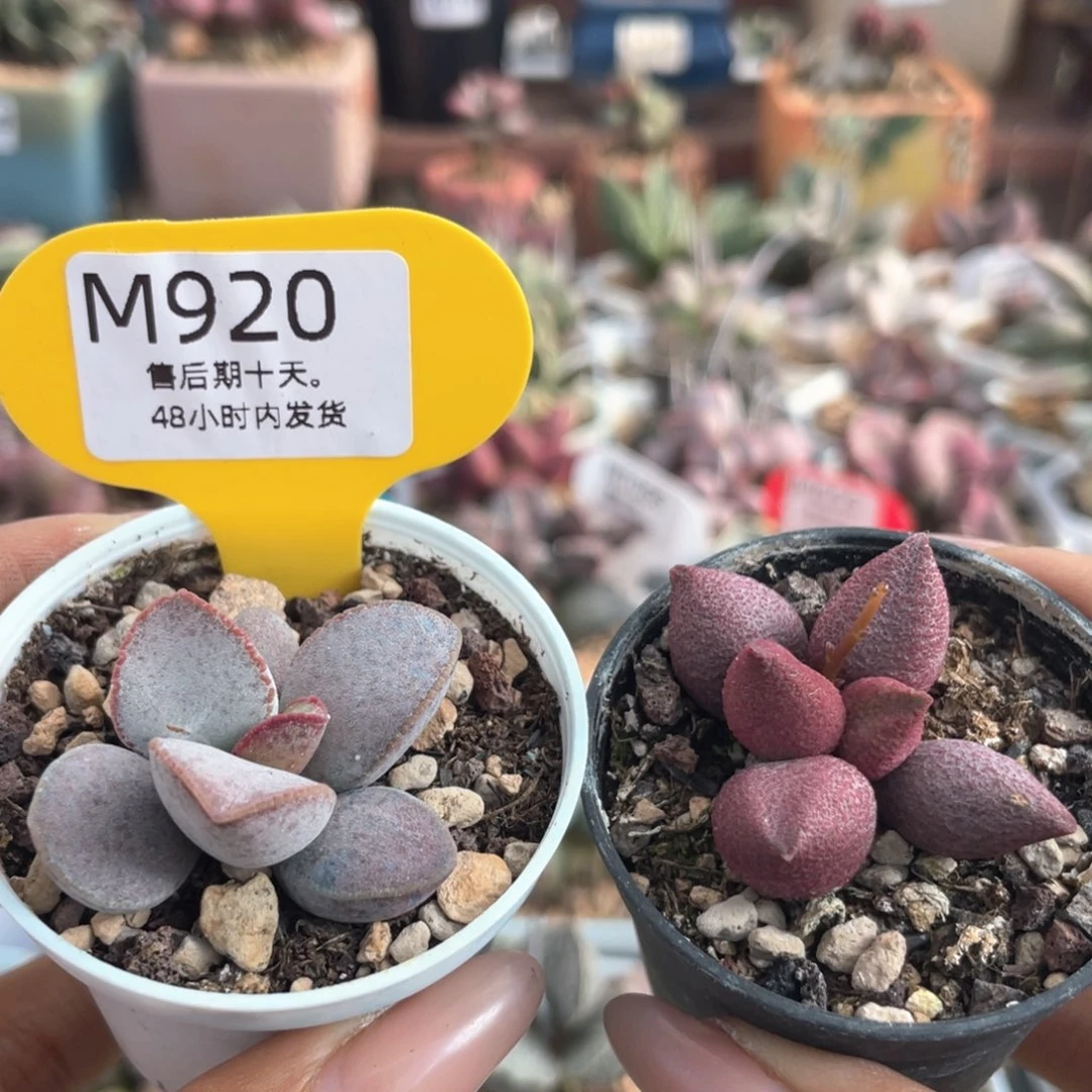 福利套组。      920。