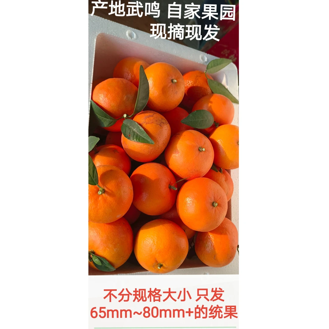 广西正宗武鸣沃柑  自家果园   自产自销   部分花皮介意勿拍