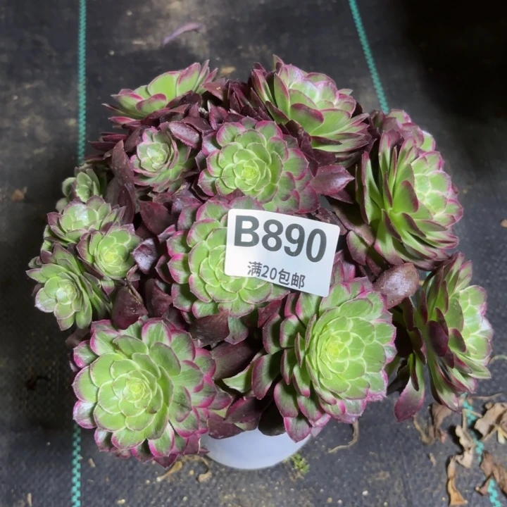 瑞妈一物一拍890