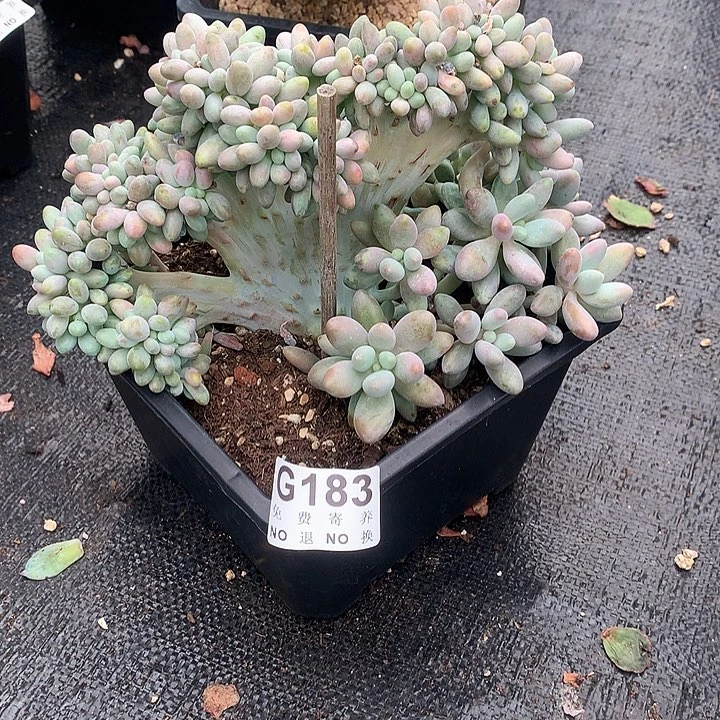 汤圆缀化 一物一拍，9.12号后发