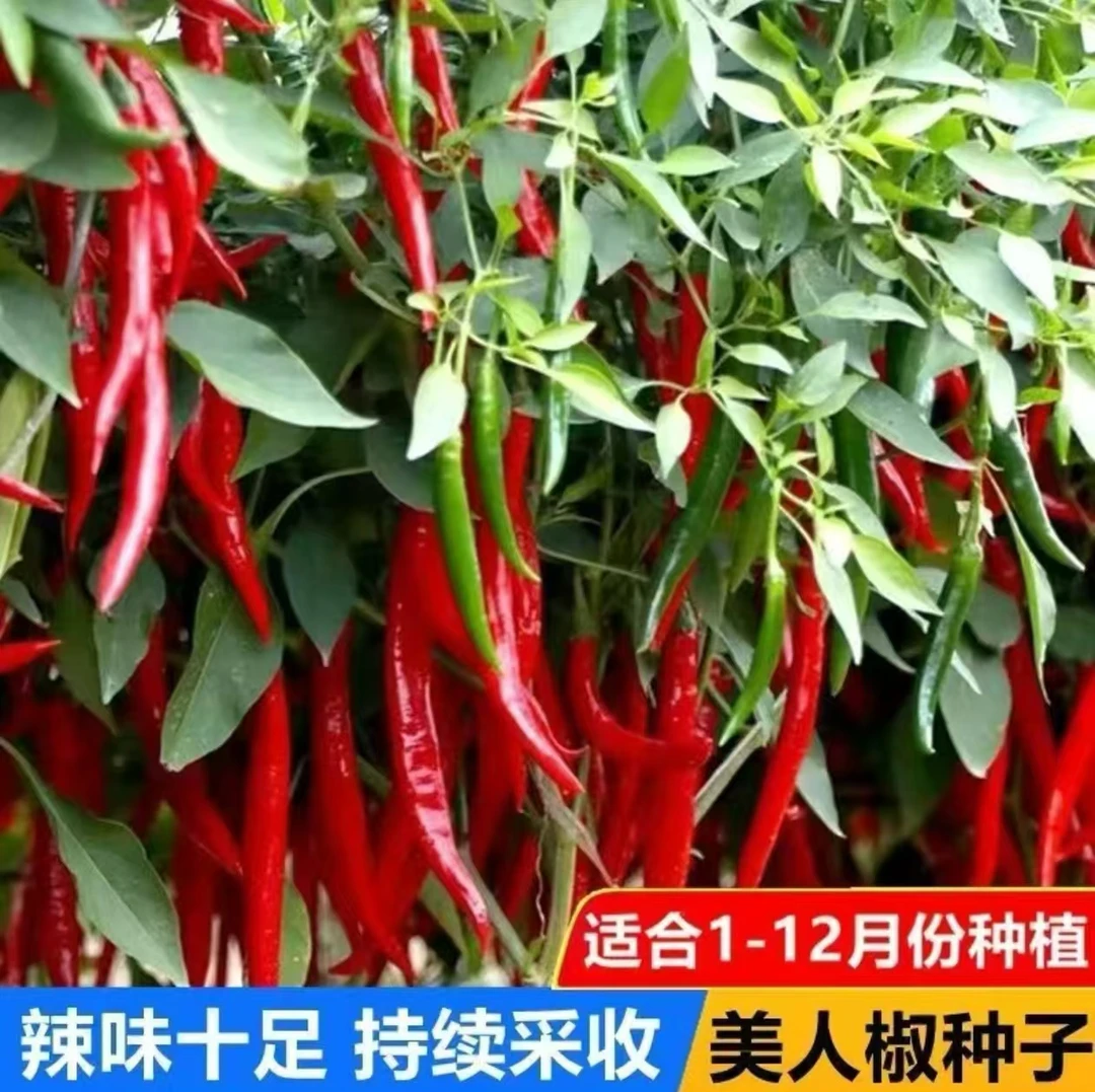 【美人椒种子】小红辣椒籽椒辣椒种子香辣美人椒红色