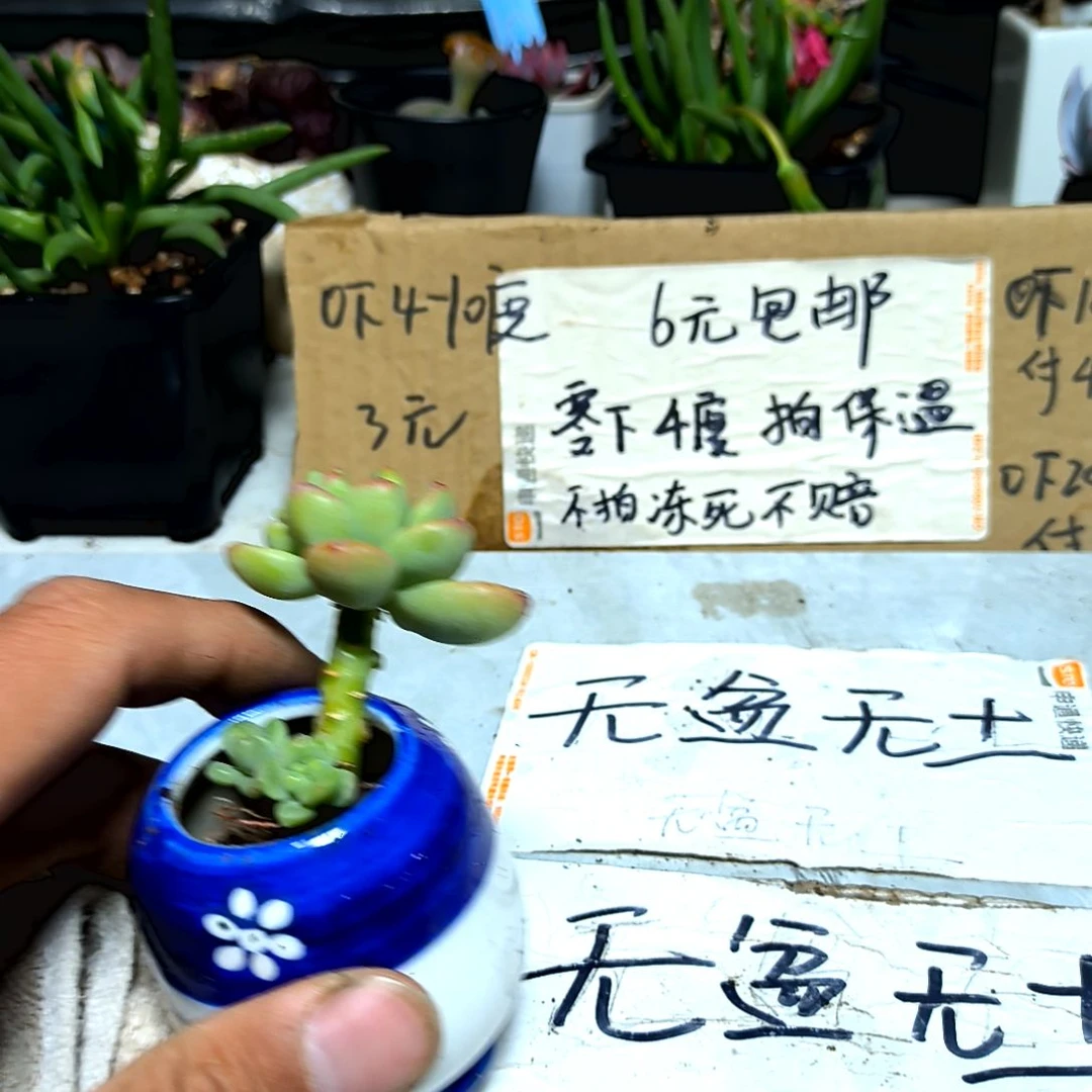 满6元包邮，香格里拉三颗