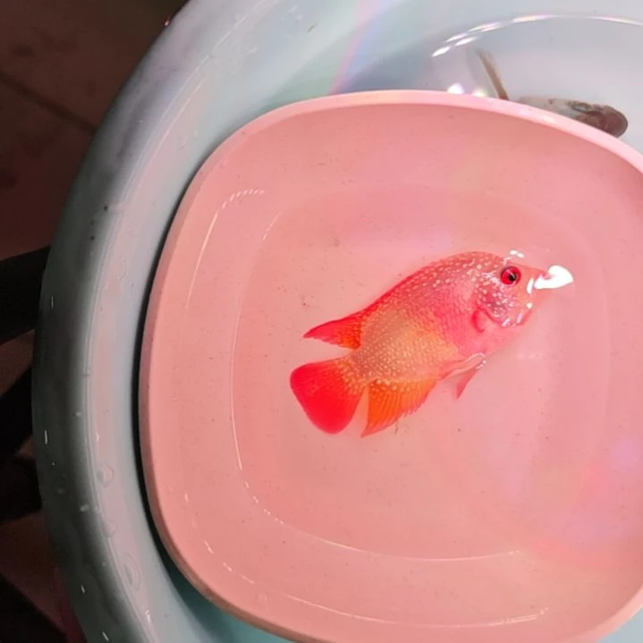 罗汉鱼二楼鱼！！！！！！